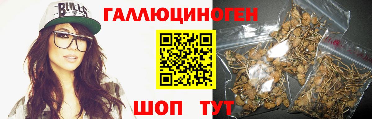 Менделеевск  наркотики  Вход с VPN  Псилоцибиновые грибы Cubensis  Псилоцибиновые грибы GOLDEN TEACHER 